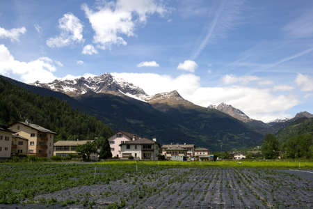 agriculture in Switzerland. field near the town of Le Prese in Val Poschiavoの写真素材