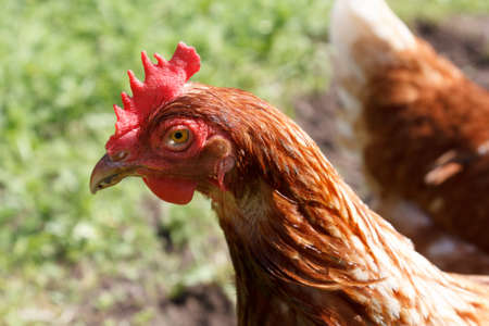 chicken portrait in outdoors countrysideの写真素材