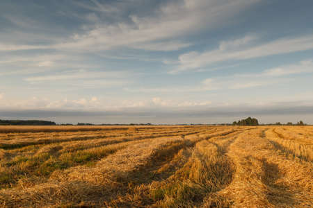 newly cut cornfield in summer eveningの写真素材
