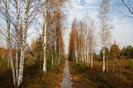 empty pedestrian trail in autumn Mire