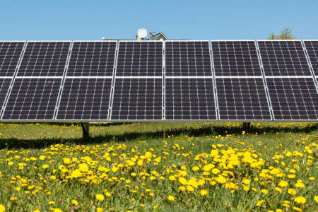Solar panels in a field with dandelion flowersの写真素材