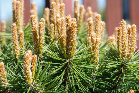 A close-up look on a bunch of pine needle branches