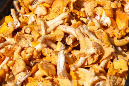A bunch of cantharellus cibarius in a basketの写真素材