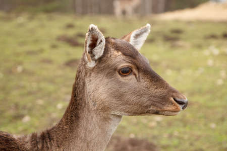 A close-up picture of a wild doe in a meadowの写真素材