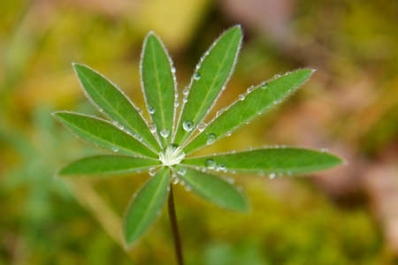 A close-up picture of a plant with dew on itの写真素材