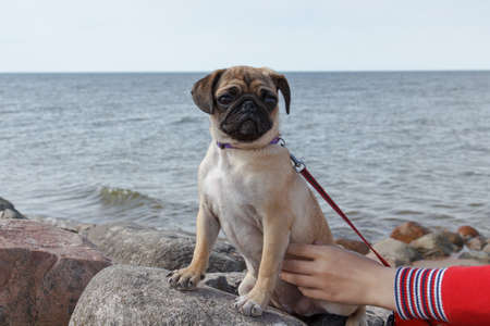 A pug sitting on a rock by the seaの写真素材