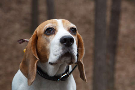 Look of a dogの写真素材