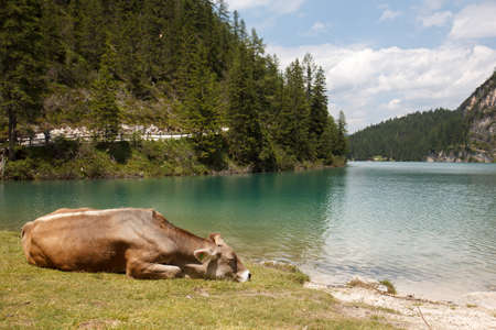 Cow near lake Pragser Wildsee in Italy Alpsの写真素材