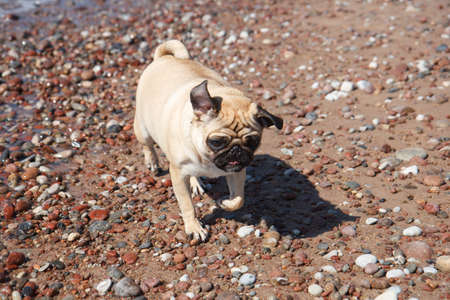Young Pug dogの写真素材