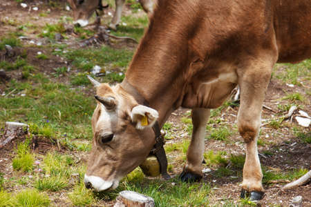 Alpine cow eats grassの写真素材