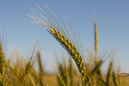 The rye crop on the field