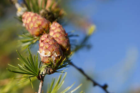 young green cones