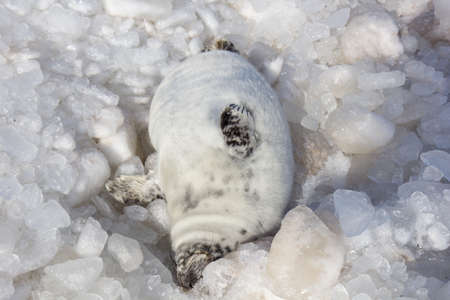 sea calf baby relaxing on iceの写真素材