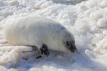 sea calf baby relaxing on iceの写真素材