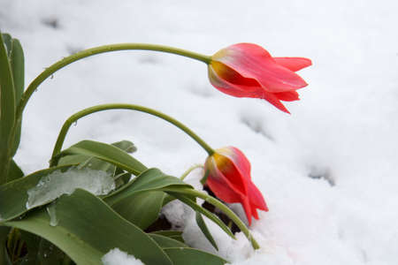 red tulips in snowの写真素材
