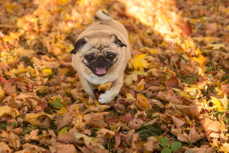 Happy pug dogの写真素材