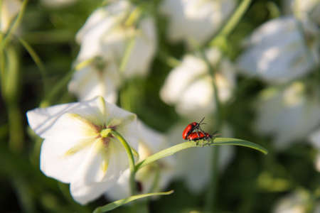 two bugs on flowerの写真素材