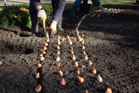 row of flower bulbs