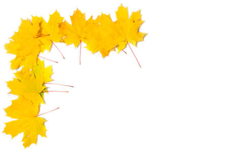 Autumn composition. Frame made of autumn maple leaves on white background. Flat lay, top view, copy...