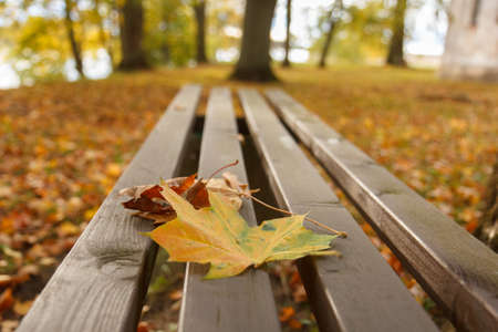 Leaves on bench in the autumn park
