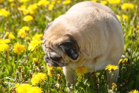 Pug dog in a green spring meadow eat dandelionの写真素材