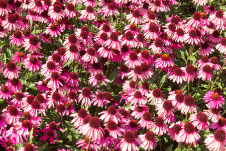 small red spring flower background in sunny dayの写真素材