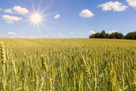 a cereal field blue sky and sunの写真素材