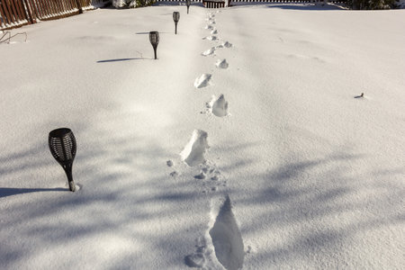 After a snowfall. Footprints in the snow on the yard path.の写真素材