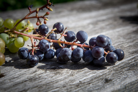 A close up of freshly picked blue grapes.