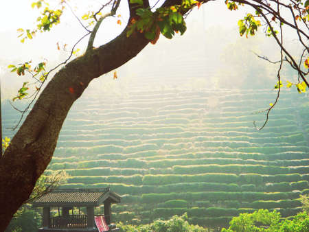 Tea Gardenの写真素材