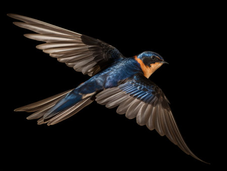 Barn Swallow  Hirundo rustica  lyingの素材