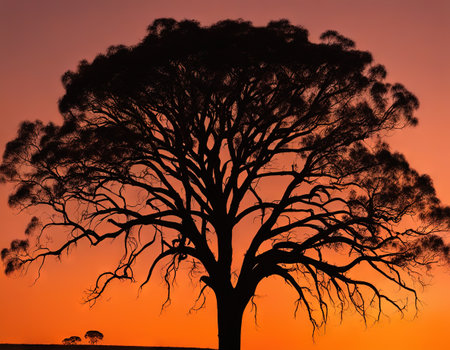 Silhouette long tall grass gum tree sunsetの素材