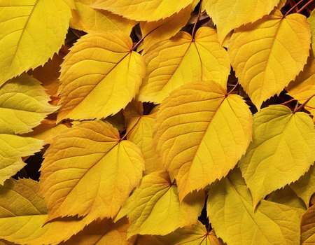 Leaves textureの素材