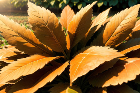 High quality tobacco big close Tobacco leavesの素材