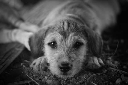 Cute little dog in black and white,selective focus on the dog face.の写真素材