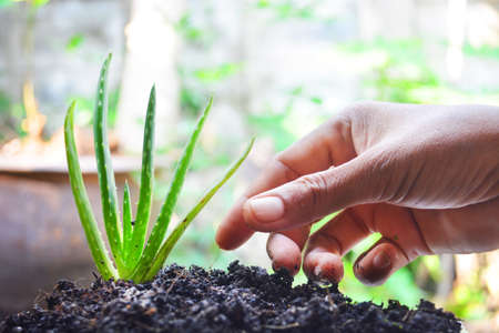 Asian hand cultivate aloe vera in good soil on blur background.の写真素材