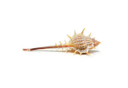 Stout spine mu-rex on white background.