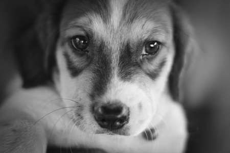 Cute little dog in black and white,selective focus on the dog face.の写真素材