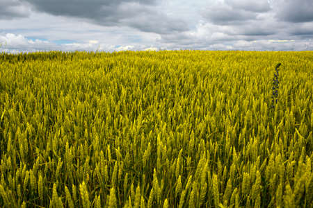 Wheat field, Ukraineの写真素材