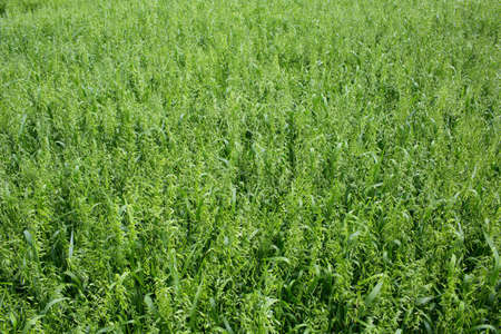 Green oat field, Ukraine