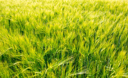 field of young rye, Ukraineの写真素材