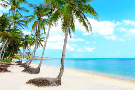 Tropical beach with coconut palm trees and white sand