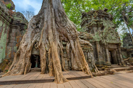 Angkor Wat Cambodia. Ta Prohm Khmer ancient Buddhist temple, Siem Reap.の写真素材