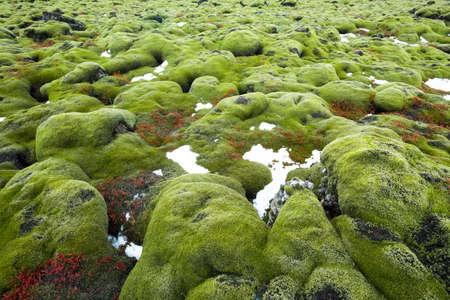 Iceland lava field covered with green mossの写真素材