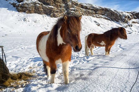 Two beautiful icelandic horses in winter, Icelandの写真素材