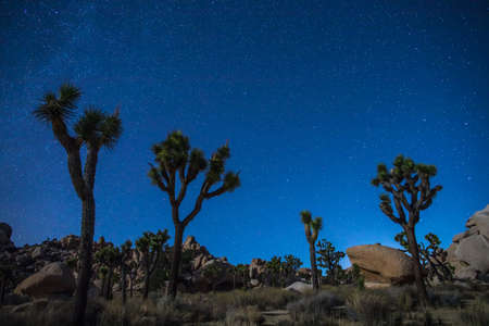 Joshua Trees at night with clean and starry sky. Joshua Tree National Park, Californiaの写真素材
