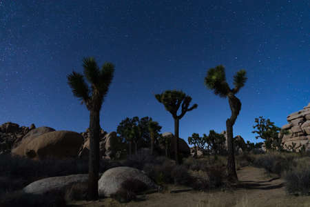 Joshua Trees at night with clean and starry sky. Joshua Tree National Park, Californiaの写真素材