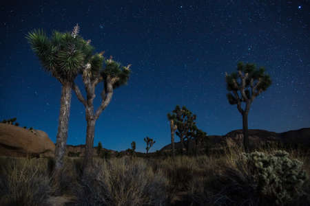 Joshua Trees at night with clean and starry sky. Joshua Tree National Park, Californiaの写真素材