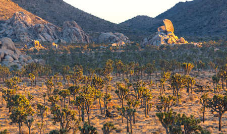 Joshua Trees on sunset. Joshua Tree National Park, Californiaの写真素材