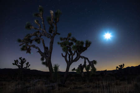 Joshua Trees at night with clean and starry sky. Joshua Tree National Park, Californiaの写真素材